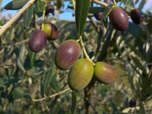 Olive varietà Leccino 