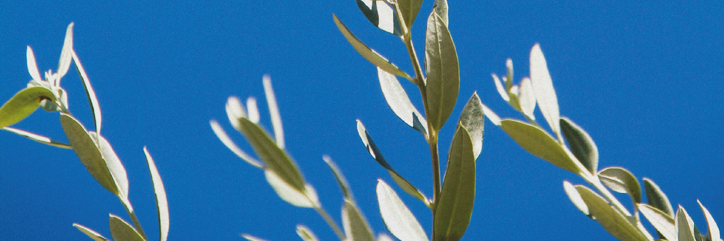 fioritura dell'olivo